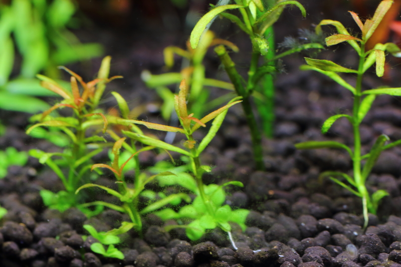 植栽から229日目　アラグアイア　レッドクロスプランツ